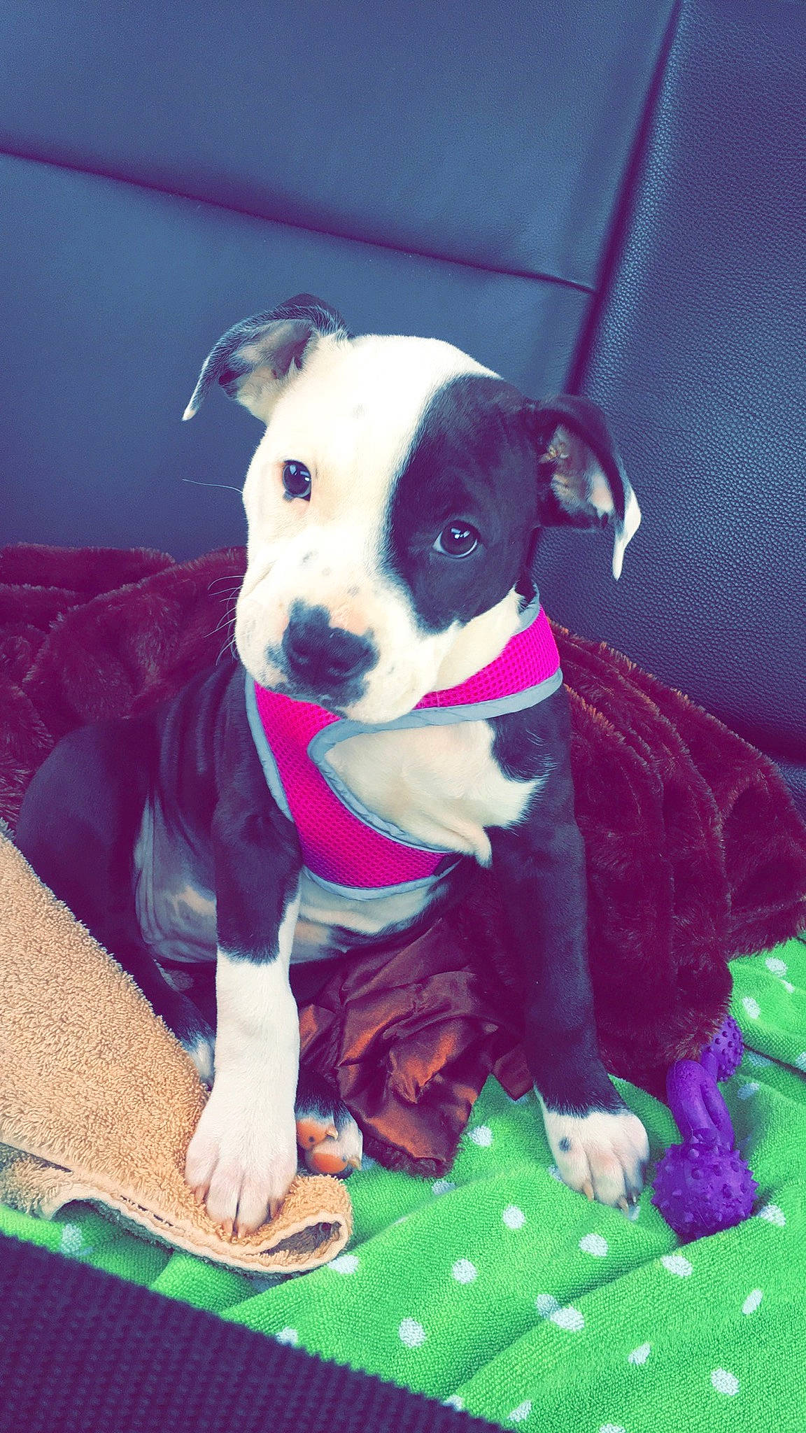 Lily joined the competition — help win amazing prizes! canidae, carnivore, collar, companion_dog, dog, dog_breed, dog_clothes, dog_collar, dog_supply, fawn, green, magenta, pet_supply, pink, snout, sporting_group, terrier, toy_dog, whiskers, working_animal