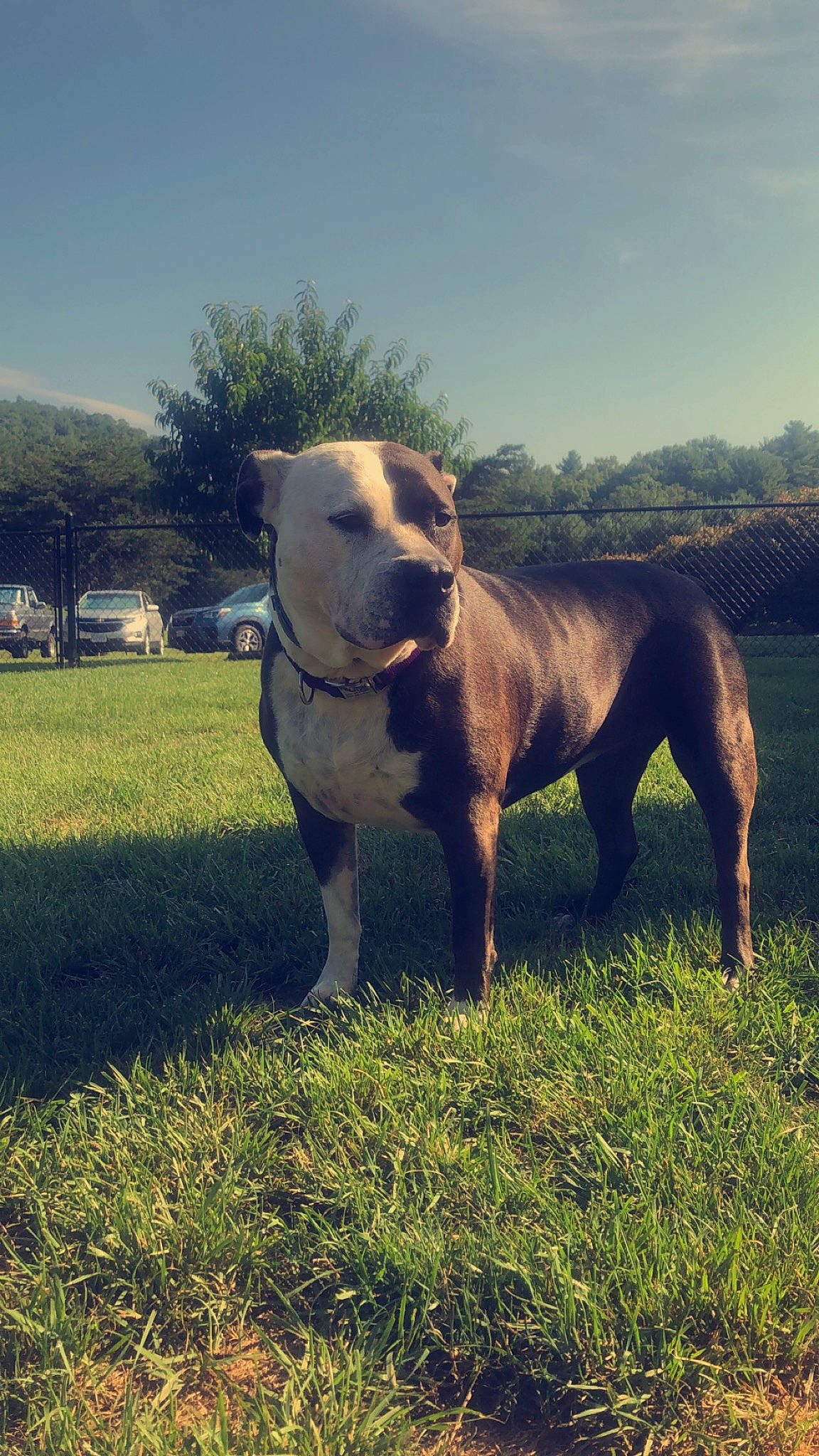 Lily joined the competition — help win amazing prizes! canidae, carnivore, cloud, collar, companion_dog, dog, dog_breed, fawn, grass, grassland, landscape, pasture, plant, sky, snout, sporting_group, tail, terrestrial_animal, tree, working_animal