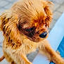 puppy, dog, close_up, fluffy, golden_fur, cute, outdoor, pet, animal, young_dog, nose, ears, fur, portrait, adorable, looking_down, soft, small_dog, friendly, canine