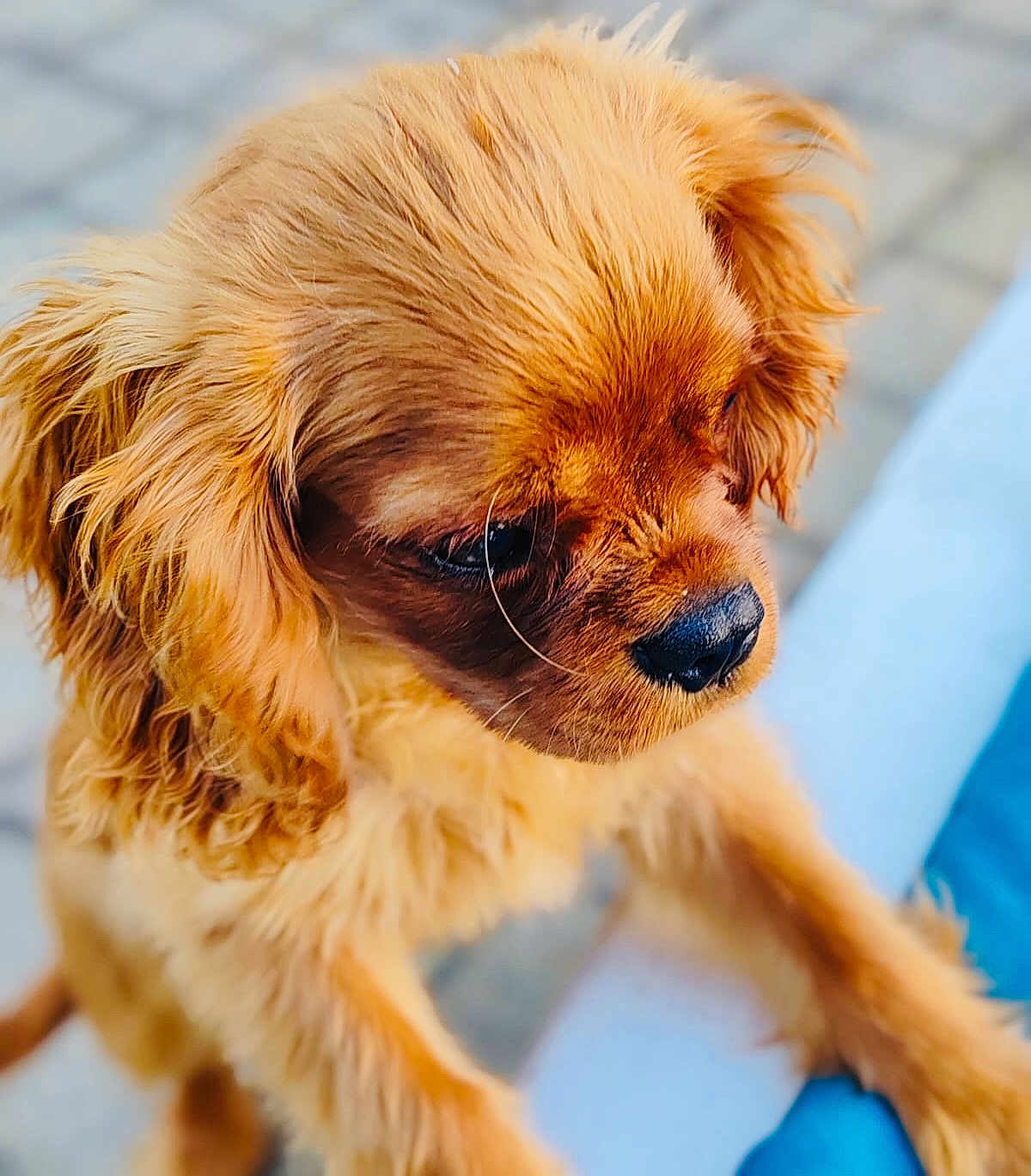 Alkor a rejoint le concours — aidez-le/la à gagner de superbes lots ! puppy, dog, close_up, fluffy, golden_fur, cute, outdoor, pet, animal, young_dog, nose, ears, fur, portrait, adorable, looking_down, soft, small_dog, friendly, canine