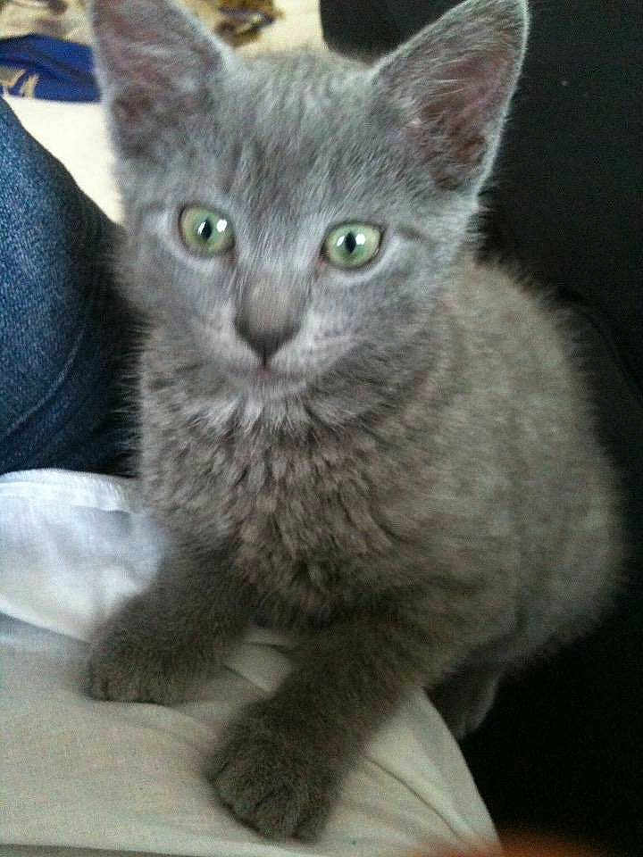 Maélla