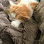 Popaye a rejoint le concours — aidez-le/la à gagner de superbes lots ! aegean_cat, carnivore, cat, domestic_long_haired_cat, european_shorthair, fawn, felidae, fur, german_rex, kitten, mammal, nap, ojos_azules, polydactyl_cat, ragamuffin, ragdoll, sleep, small_to_medium_sized_cats, turkish_van, whiskers