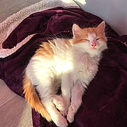 Popaye a rejoint le concours — aidez-le/la à gagner de superbes lots ! american_wirehair, asian, carnivore, cat, cymric, domestic_long_haired_cat, european_shorthair, fawn, felidae, fur, kitten, mammal, norwegian_forest_cat, small_to_medium_sized_cats, tail, whiskers