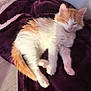 Popaye participe au concours pour gagner de l'argent avec cette photo : aegean_cat, american_wirehair, carnivore, cat, ear, european_shorthair, fawn, felidae, fur, kitten, leg, polydactyl_cat, small_to_medium_sized_cats, tail, turkish_van, whiskers
