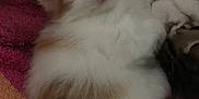 Popaye a rejoint le concours — aidez-le/la à gagner de superbes lots ! asian_semi_longhair, british_semi_longhair, carnivore, cat, domestic_long_haired_cat, felidae, fur, kitten, mammal, napoleon_cat, norwegian_forest_cat, persian, polydactyl_cat, ragamuffin, ragdoll, small_to_medium_sized_cats, turkish_angora, turkish_van, vertebrate, whiskers