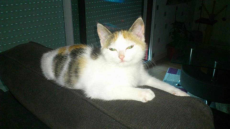 Cannelle
