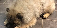 Oslo a rejoint le concours — aidez-le/la à gagner de superbes lots ! canidae, carnivore, chow_chow, companion_dog, dog, dog_breed, fawn, german_spitz_klein, keeshond, mammal, non_sporting_group, pomeranian, puppy, spitz, toy_dog, vertebrate