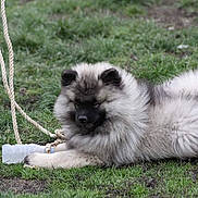 Oslo a rejoint le concours — aidez-le/la à gagner de superbes lots ! canidae, carnivore, companion_dog, dog, dog_breed, elo, eurasier, fawn, german_spitz, german_spitz_klein, german_spitz_mittel, grass, keeshond, mammal, non_sporting_group, pomeranian, puppy, spitz, sporting_group, vertebrate