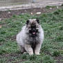 Oslo a rejoint le concours — aidez-le/la à gagner de superbes lots ! canidae, carnivore, dog, dog_breed, fawn, german_spitz, german_spitz_klein, german_spitz_mittel, grass, keeshond, mammal, non_sporting_group, pomeranian, puppy, spitz, vertebrate