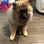 Oslo a rejoint le concours — aidez-le/la à gagner de superbes lots ! ancient_dog_breeds, canidae, carnivore, companion_dog, dog, dog_breed, eurasier, fawn, german_spitz, german_spitz_klein, german_spitz_mittel, keeshond, mammal, non_sporting_group, pomeranian, puppy, snout, spitz, sporting_group, vertebrate
