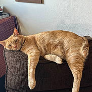 Boo Boo is registered to the contest to win money with this photo: armchair, cat, couch, cozy, ears, framed_picture, furniture, furry, ginger_cat, home, indoor, lounging, orange_fur, paws, portrait, relaxed, sleeping, tail, wall, whiskers