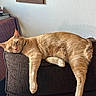 armchair, cat, couch, cozy, ears, framed_picture, furniture, furry, ginger_cat, home, indoor, lounging, orange_fur, paws, portrait, relaxed, sleeping, tail, wall, whiskers