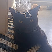 Blakos participe au concours pour gagner de l'argent avec cette photo : cat, black_cat, pet, animal, feline, sitting, portrait, bow, gift_bow, party, indoors, home, floor, rug, sunlight, backlighting, shadow, whiskers, eyes, looking_at_camera