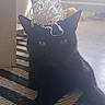 cat, black_cat, pet, animal, feline, sitting, portrait, bow, gift_bow, party, indoors, home, floor, rug, sunlight, backlighting, shadow, whiskers, eyes, looking_at_camera