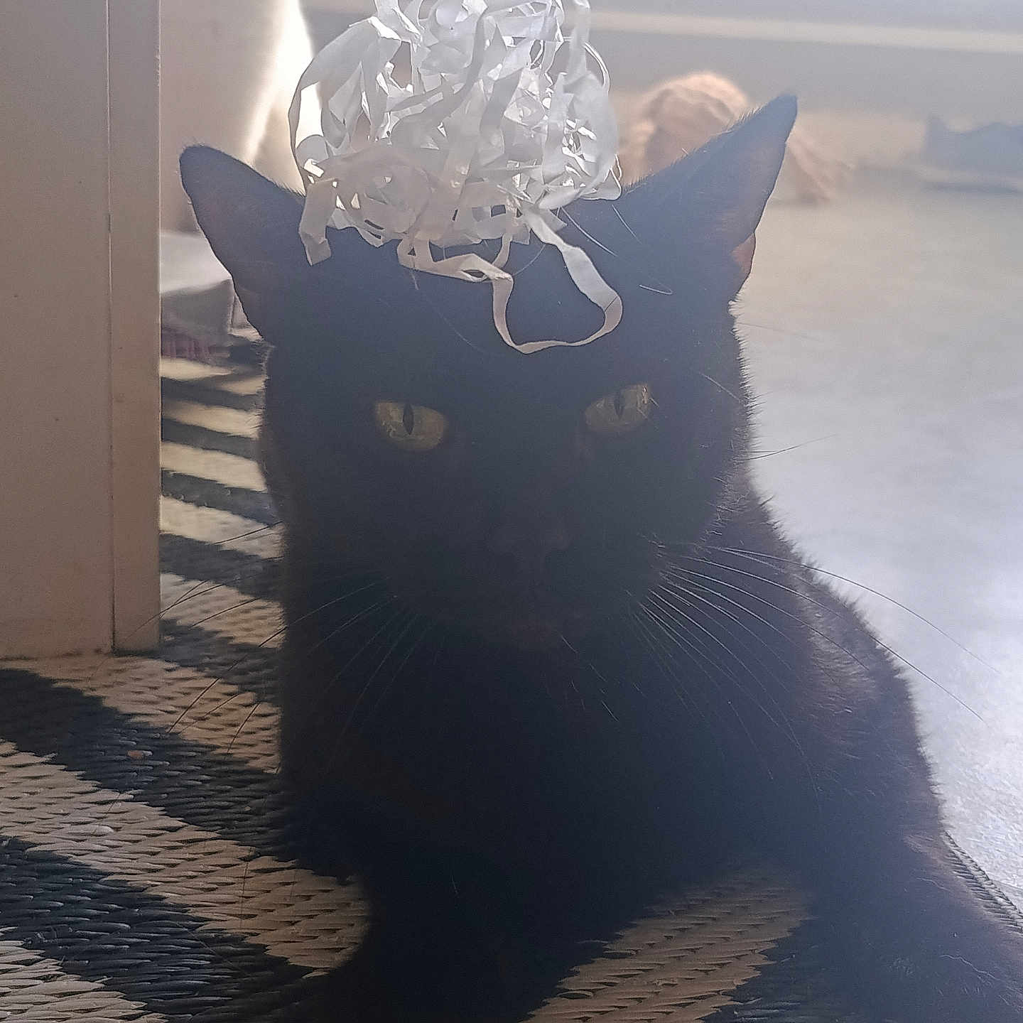 Blakos participe au concours pour gagner de l'argent avec cette photo : cat, black_cat, pet, animal, feline, sitting, portrait, bow, gift_bow, party, indoors, home, floor, rug, sunlight, backlighting, shadow, whiskers, eyes, looking_at_camera