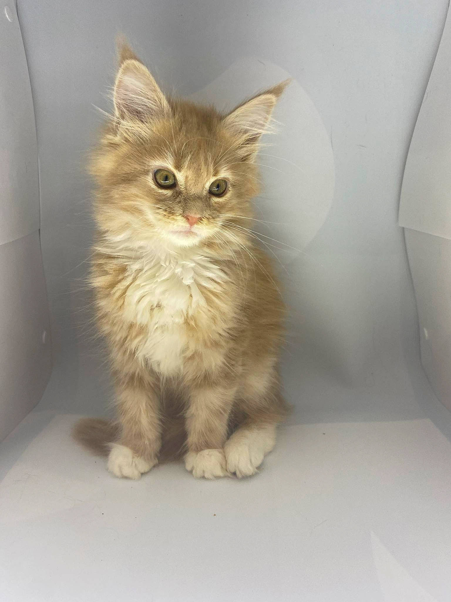 Lily participe au concours pour gagner de l'argent avec cette photo : carnivore, cat, claw, domestic_short_haired_cat, fawn, felidae, flooring, fur, paw, small_to_medium_sized_cats, snout, tail, terrestrial_animal, whiskers