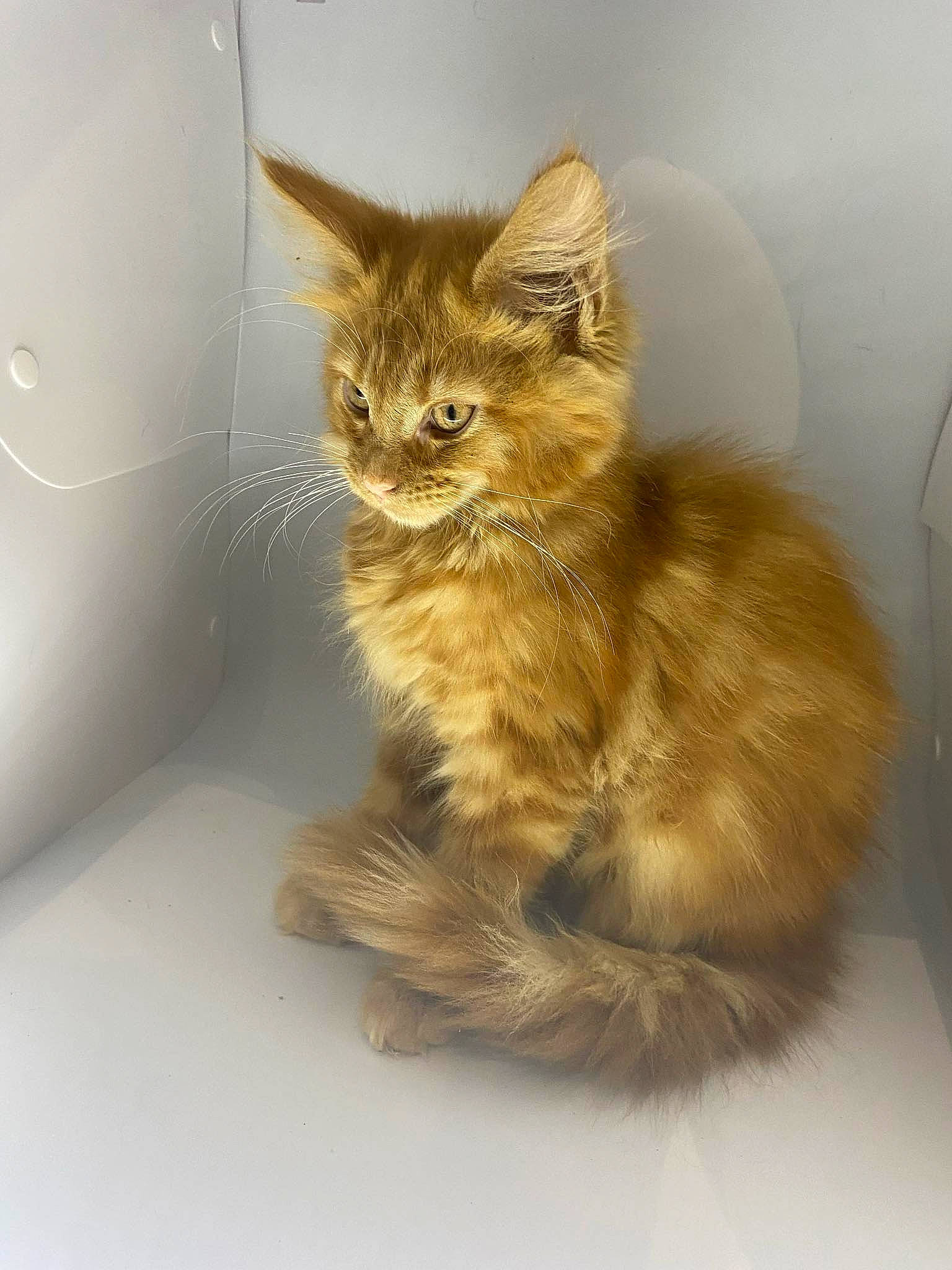 Rousse participe au concours pour gagner de l'argent avec cette photo : carnivore, cat, cat_supply, claw, domestic_short_haired_cat, fawn, felidae, fur, iris, paw, pet_supply, small_to_medium_sized_cats, snout, tail, terrestrial_animal, whiskers, wildlife