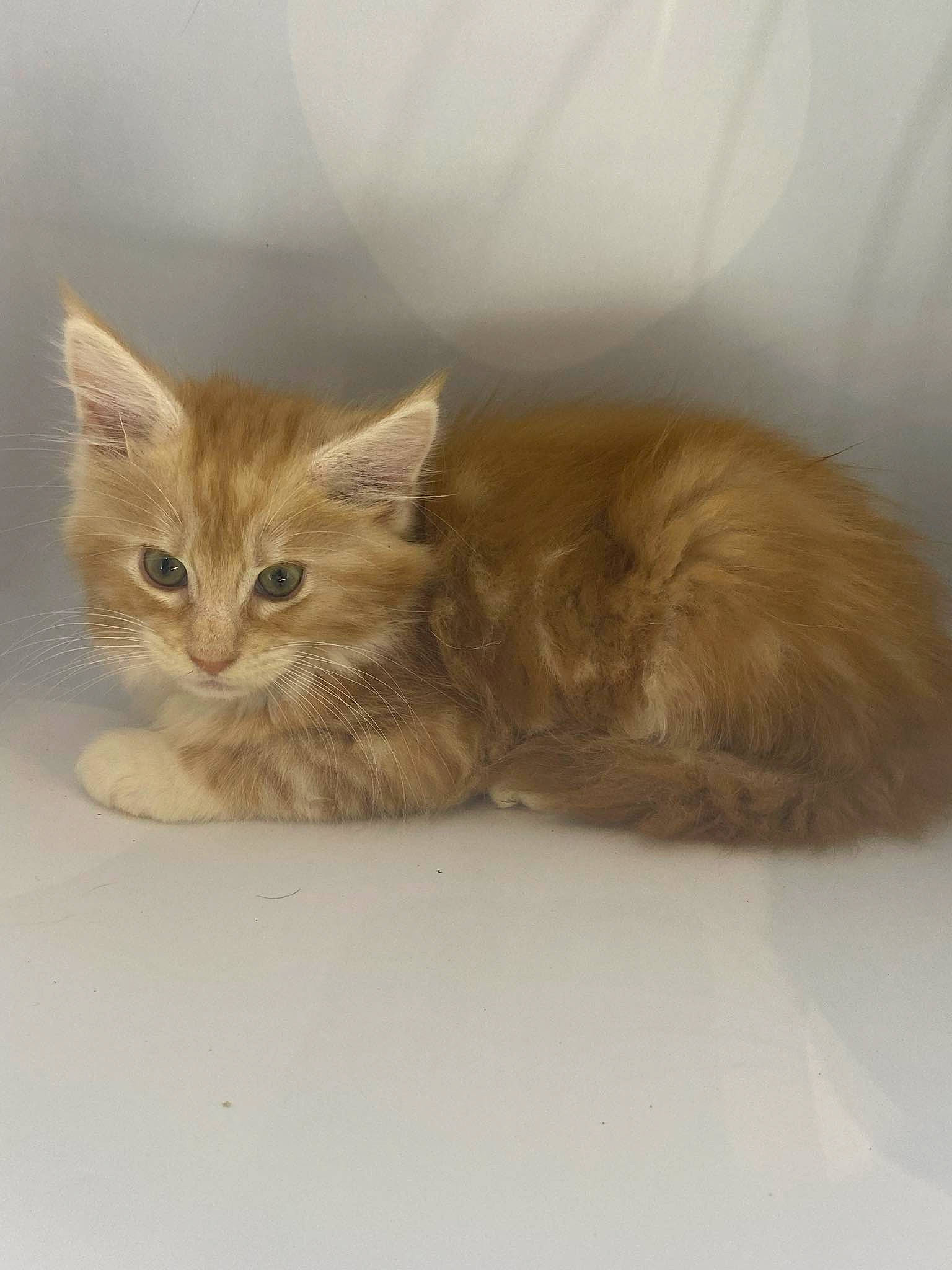 Loulou a rejoint le concours — aidez-le/la à gagner de superbes lots ! carnivore, cat, claw, comfort, domestic_short_haired_cat, fawn, felidae, fur, paw, small_to_medium_sized_cats, snout, tail, terrestrial_animal, whiskers