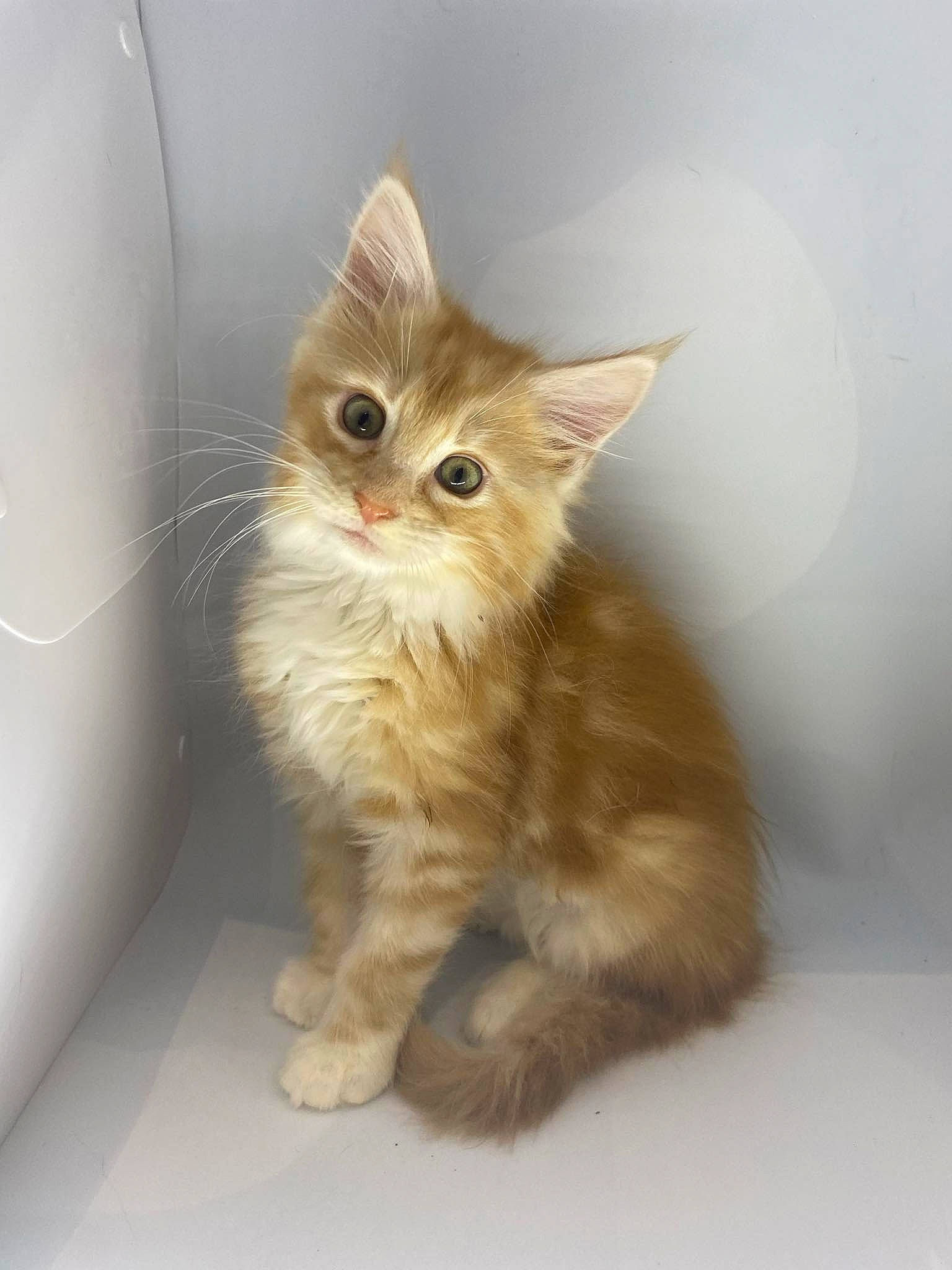 Loulou a rejoint le concours — aidez-le/la à gagner de superbes lots ! box, carnivore, cat, claw, domestic_short_haired_cat, eye, fawn, felidae, fur, paw, small_to_medium_sized_cats, snout, tail, terrestrial_animal, whiskers, wood