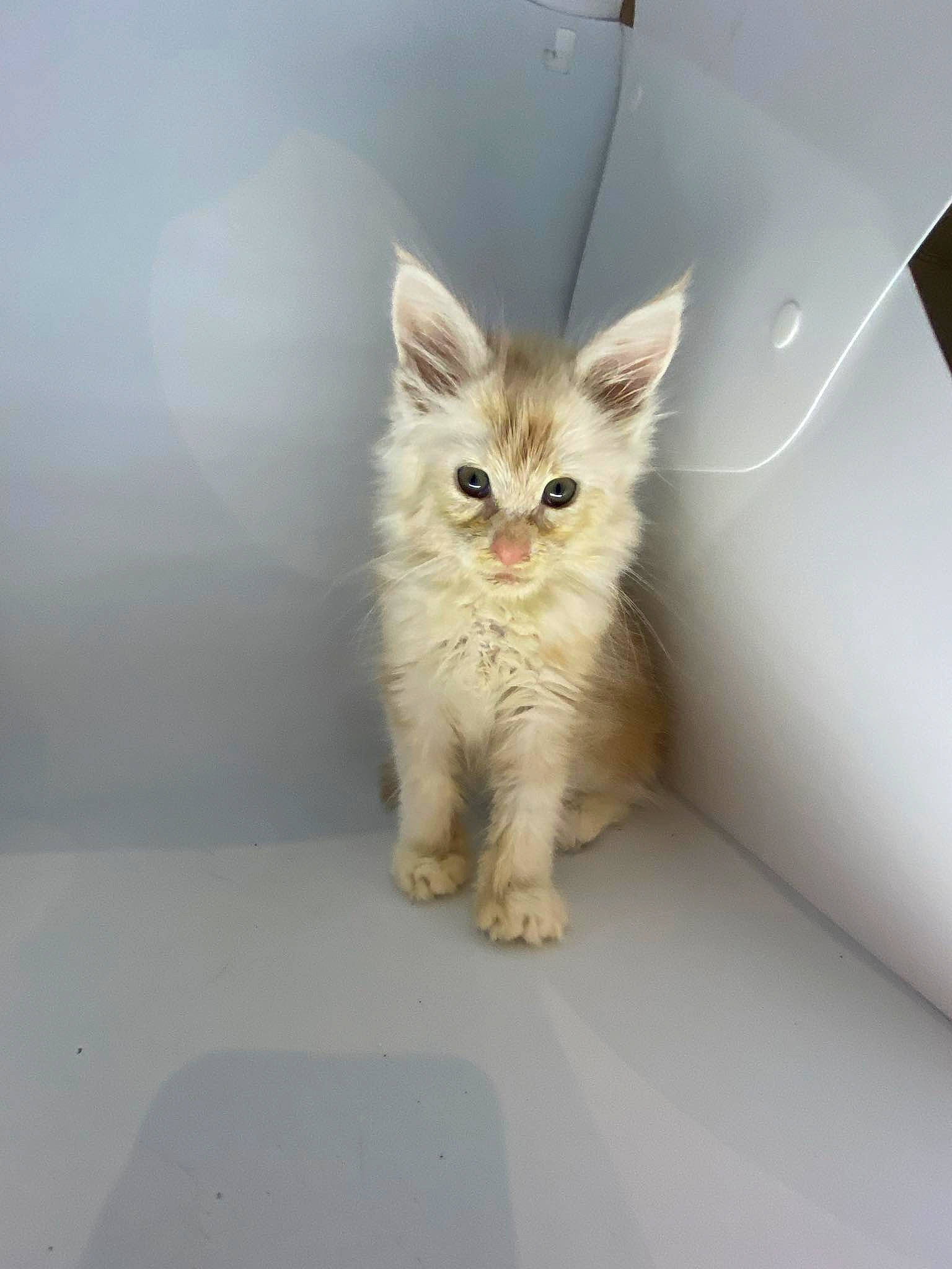 Bébé participe au concours pour gagner de l'argent avec cette photo : box, british_longhair, carnivore, cat, claw, domestic_short_haired_cat, fawn, felidae, fur, paw, sitting, small_to_medium_sized_cats, snout, tail, terrestrial_animal, whiskers