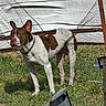 dog, brown_and_white, grass, fence, wire_fence, outdoor, pet, animal, ears, collar, alert, metal, rust, sunlight, daylight, nature, canine, standing, attention, background