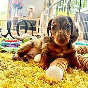 Wors is registered to the contest to win money with this photo: puppy, dog, dachshund, yellow_rug, toy, indoor, living_room, curious, brown, pet, cute, fluffy, playful, young, animal, closeup, floor, cozy, sunlight, furniture