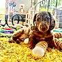 puppy, dog, dachshund, yellow_rug, toy, indoor, living_room, curious, brown, pet, cute, fluffy, playful, young, animal, closeup, floor, cozy, sunlight, furniture