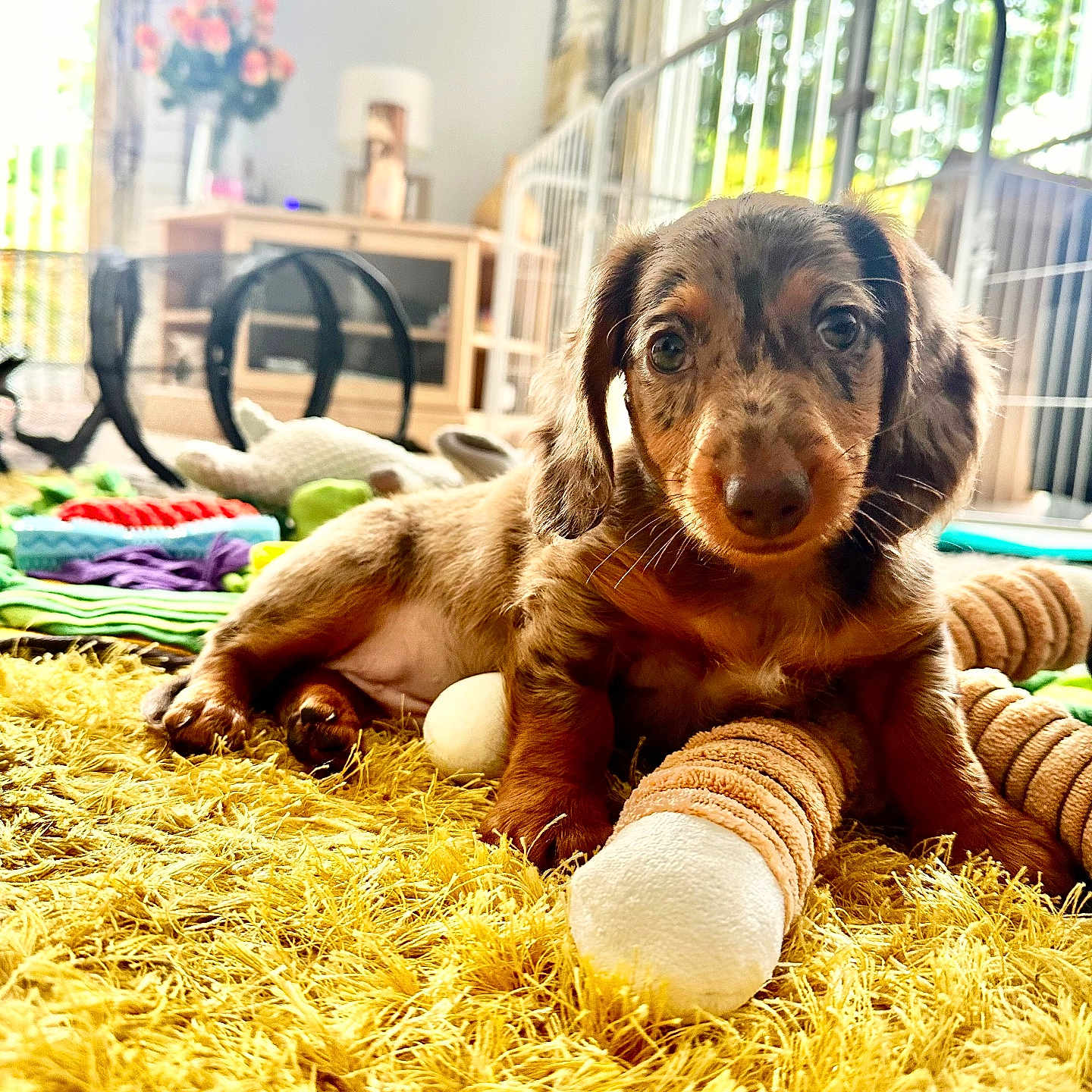 Wors is registered to the contest to win money with this photo: animal, brown, closeup, cozy, curious, cute, dachshund, dog, floor, fluffy, furniture, indoor, living_room, pet, playful, puppy, sunlight, toy, yellow_rug, young