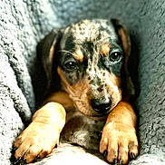 Sossie is registered to the contest to win money with this photo: puppy, dog, close_up, speckled_fur, paws, blanket, cozy, cute, pet, animal, snuggled, soft, sleepy, fur, claws, portrait, indoors, young, resting, companion