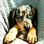 puppy, dog, close_up, speckled_fur, paws, blanket, cozy, cute, pet, animal, snuggled, soft, sleepy, fur, claws, portrait, indoors, young, resting, companion
