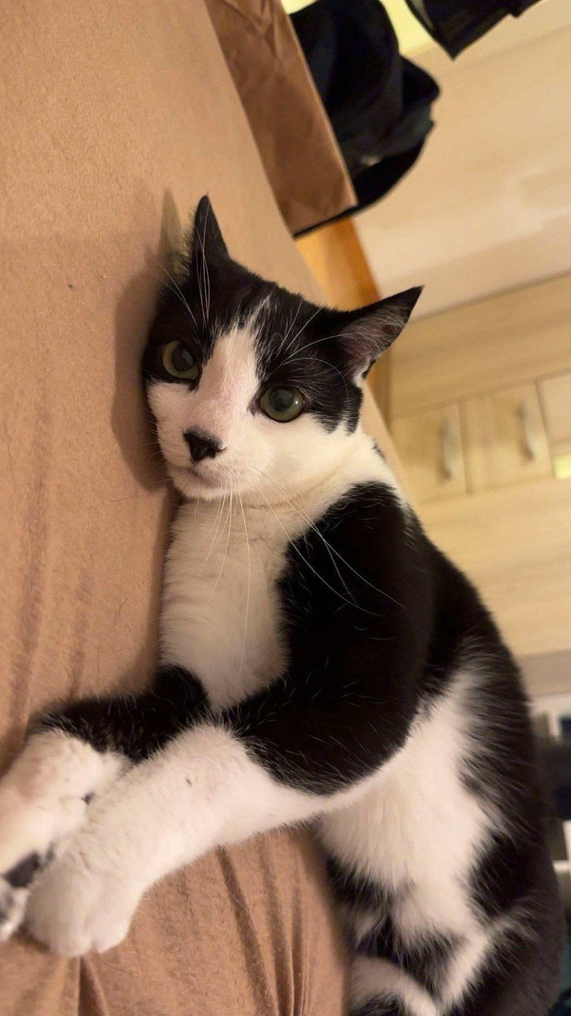 Chico a rejoint le concours — aidez-le/la à gagner de superbes lots ! carnivore, cat, comfort, domestic_short_haired_cat, eye, felidae, foot, formal_wear, fur, hair, monochrome_photography, paw, sitting, small_to_medium_sized_cats, snout, tail, terrestrial_animal, whiskers