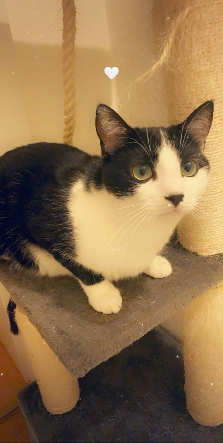 Chico a rejoint le concours — aidez-le/la à gagner de superbes lots ! box, cardboard, carnivore, cat, comfort, domestic_short_haired_cat, eye, felidae, fur, iris, monochrome_photography, packaging_and_labeling, paw, sitting, small_to_medium_sized_cats, snout, tail, whiskers, window, wood