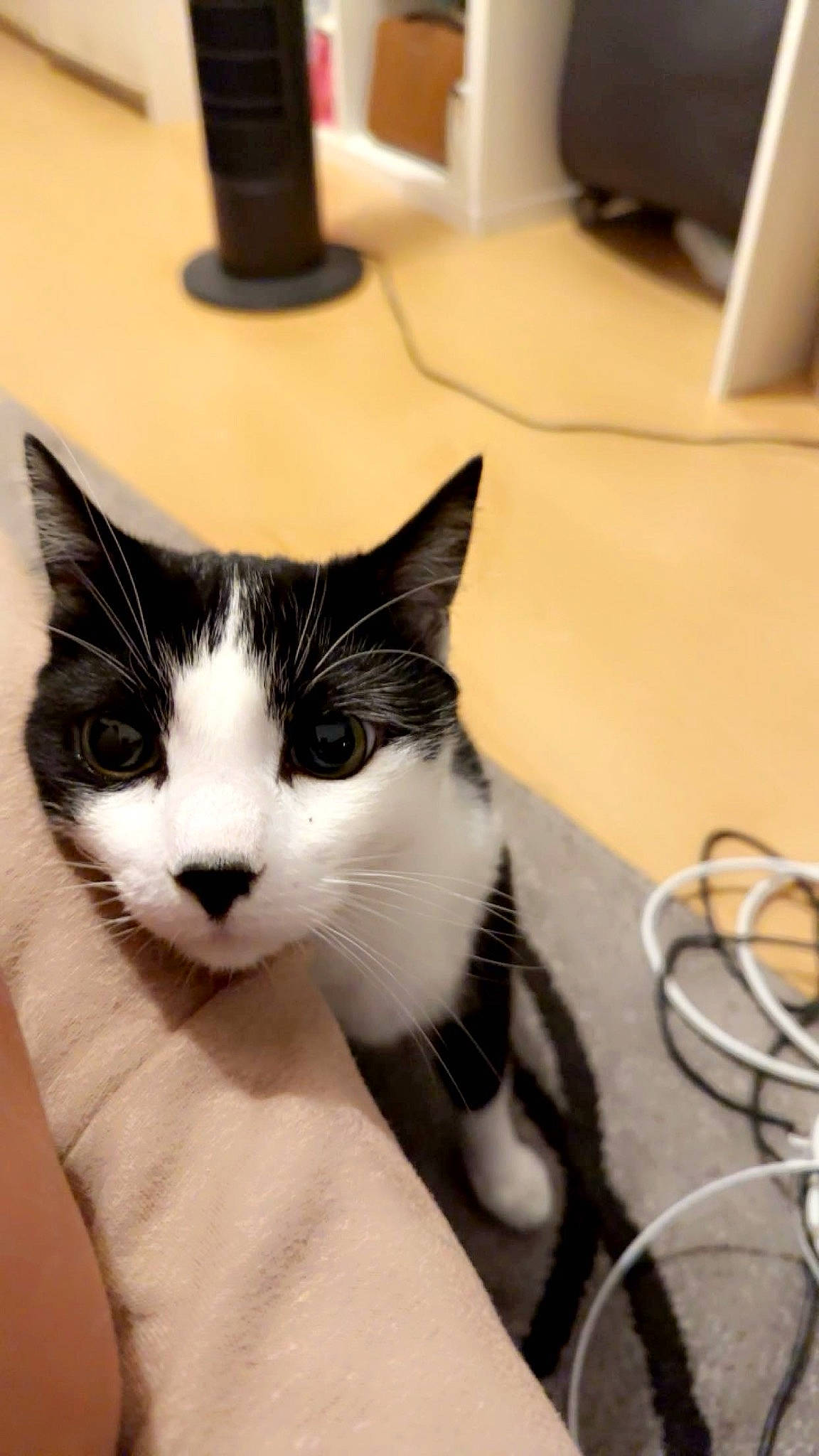 Chico a rejoint le concours — aidez-le/la à gagner de superbes lots ! carnivore, cat, claw, comfort, domestic_short_haired_cat, eye, felidae, foot, fur, human_body, human_leg, leg, paw, small_to_medium_sized_cats, snout, tail, whiskers, wire