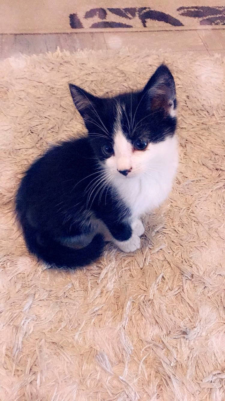 Chico a rejoint le concours — aidez-le/la à gagner de superbes lots ! black_cat, carnivore, cat, domestic_short_haired_cat, electric_blue, eye, felidae, flooring, foot, fur, grass, hardwood, human_leg, paw, shadow, small_to_medium_sized_cats, snout, tail, whiskers, wood