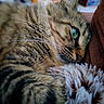 Yuka a rejoint le concours — aidez-le/la à gagner de superbes lots ! cat, tabby_cat, close_up, green_eye, whiskers, fur, pet, animal, indoor, cozy, blanket, plush, sleepy, relaxed, soft_texture, mammal, portrait, cute, feline, resting