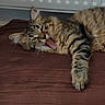 Yuka a rejoint le concours — aidez-le/la à gagner de superbes lots ! animal, brown_surface, cat, closeup, cozy, cute, feline, fur, indoor, lying_down, mammal, paw, pet, radiator, relaxing, sleepy, striped, tabby, tongue, whiskers