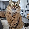 cat, close_up, cozy, curious, cushion, domestic_animal, ears, fluffy, fur, furniture, green_eyes, home, indoor, living_room, looking_up, mammal, pet, portrait, tabby_cat, whiskers