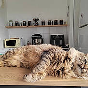 Yuka a rejoint le concours — aidez-le/la à gagner de superbes lots ! cat, tabby, fluffy, lying_down, kitchen, counter, appliances, microwave, jars, scale, domestic, relaxed, feline, whiskers, fur, wooden_surface, indoor, household, pet, resting