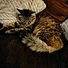 Yuka participe au concours pour gagner de l'argent avec cette photo : cat, tabby_cat, fluffy, feline, pet, indoor, pillow, brown, cream, fur, tail, relaxed, resting, cozy, textured_surface, animal, whiskers, alert, soft, domestic_cat