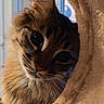 cat, tabby, close_up, curious, fur, whiskers, eye, pet, indoor, cat_tree, feline, animal, cute, fluffy, face, portrait, soft_light, looking, household, cozy