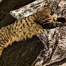 Yuka participe au concours pour gagner de l'argent avec cette photo : animal, blanket, cat, comfort, cozy, cute, feline, fur, home, indoor, mammal, paws, pet, relaxing, resting, sleeping, soft, striped, tabby, whiskers