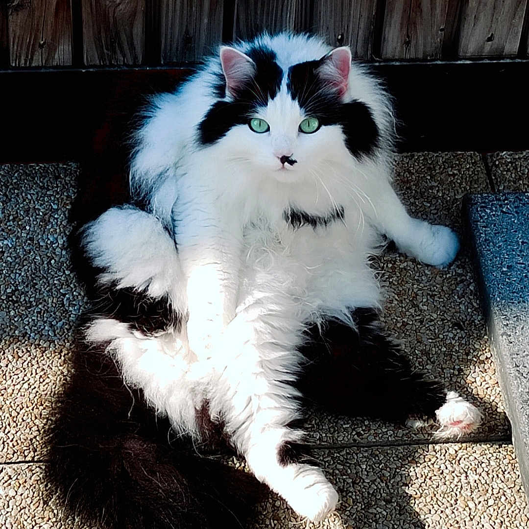 Moumoune