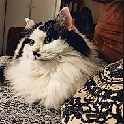 Moumoune participe au concours pour gagner de l'argent avec cette photo : cat, fluffy, black_and_white, indoor, furniture, blanket, patterned, cozy, pet, animal, portrait, relaxed, whiskers, ears, nose, fur, closeup, domestic, cute, sitting