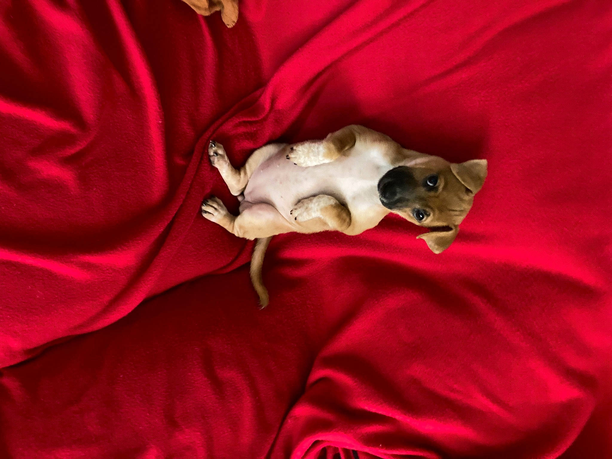 Rosy joined the competition — help win amazing prizes! canidae, carmine, carnivore, comfort, companion_dog, dog, dog_breed, dress, ear, fawn, felidae, fur, head, jaw, linens, snout, sporting_group, toy_dog, whiskers, working_animal