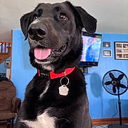 Jaxson joined the competition — help win amazing prizes! dog, black_dog, red_collar, indoor, tongue_out, happy, pet, canine, living_room, fan, television, blue_wall, framed_pictures, furniture, floor, carpet, ears, nose, eyes, tag