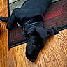 Jaxson is registered to the contest to win money with this photo: animal, black_dog, canine, collar, companion, cute, dog, domestic_animal, floor, fur, home, indoor, lying_down, patterned_rug, pet, relaxed, resting, rug, sleepy, wooden_floor