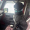 Jaxson joined the competition — help win amazing prizes! dog, black_dog, pet, collar, vehicle, car_interior, passenger_seat, window, seat_cover, calm, sitting, looking_out, indoor, daylight, seatbelt, dashboard, door, handle, reflection, side_mirror