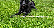 Jaxson joined the competition — help win amazing prizes! animal, backyard, black_dog, canine, collar, daytime, dog, grass, greenery, lawn, nature, outdoor, park, pet, playground, relaxed, stick, summer, trampoline, trees