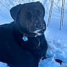 Jaxson joined the competition — help win amazing prizes! animal, black_dog, blue_sky, branches, close_up, cold, collar, dog, fur, muzzle, nature, outdoor, peaceful, pet, relaxed, shadow, snow, sunlight, tag, winter