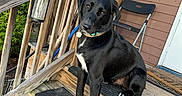 Jaxson is registered to the contest to win money with this photo: dog, black_dog, pet, animal, outdoor, wooden_steps, porch, railing, folding_chair, collar, leash, house, window, door, curious, sitting, daylight, fur, canine, companion